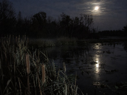 Night photograph Rollins Savanna Grayslake Illinois wetland with unexplained green luminescence hovering above waterline
